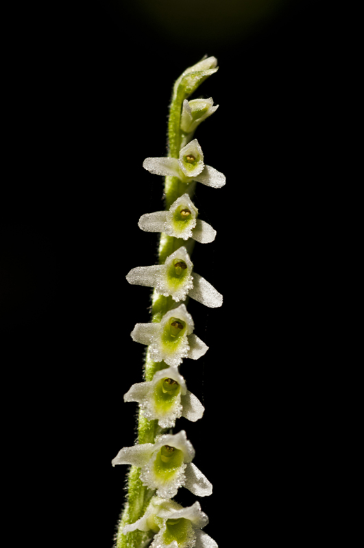 Spiranthes spiralis sulla costa livornese